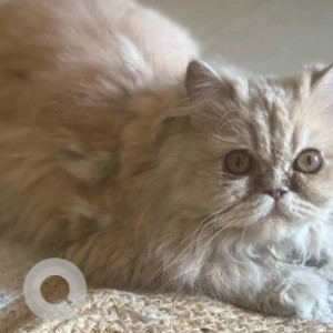 A White-Brown Mix Persian Cat Missing from Bengaluru