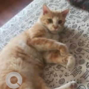 A White-Brown Mix Indie Cat Missing from Bengaluru