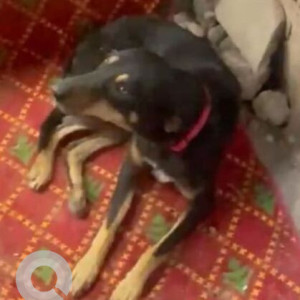A Black and Brown Indie Dog Missing from Gurgaon