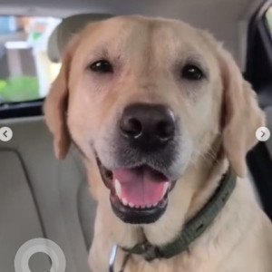 A White Labrador Dog Found from Bengaluru