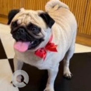 A White Pug Dog Found from Bengaluru