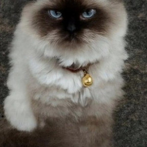 A Black and White Himalayan Cat Missing from Behind HP petrol pump Nagondanahalli, Abhilasham residency