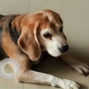 A White-Brown Mix Beagle Dog Missing from Poonabhumi Layout, 6th Main Road, Esther Enclave Layout, Kalkere