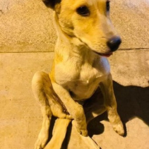 A White-Brown Mix Indie Dog Missing from 24 A cross, sector 3 HSR Layout, Near Twin Park