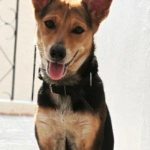 A White-Brown Mix Indie Dog Missing from Sarakki Lake, JP Nagar