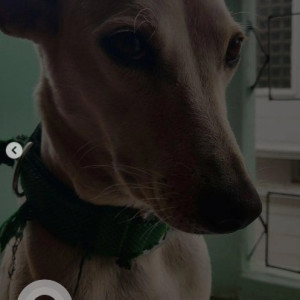 A White Indie Dog Missing from Yeshwanthpur, Anjeneya temple street, Gurumurthy reddy colony near BBMP park