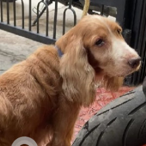 A Brown Cocker Spaniel Dog Found from JP park Back gate Muthyalnagar mathikere