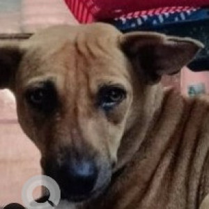 A Brown Indie Dog Missing from Ponniammanmedu, Chennai