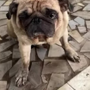 A White Pug Dog Found from Baner, Pune