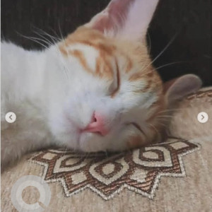 A White-Brown Mix Indie Cat Missing from Hoodi, Bengaluru