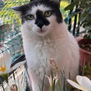 A Black and White Indie Cat Missing from BTM 2nd Stage, Bengaluru