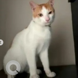 A White-Brown Mix Indie Cat Missing from Horamavu, Bengaluru