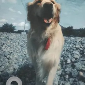A White Golden Retriever Dog Missing from Attiguppe, Bengaluru
