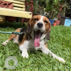 A White-Brown Mix Beagle Dog Missing from RT Nagar, Bengaluru