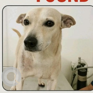 A White Indie Dog Found from Doddakannelli, Bengaluru