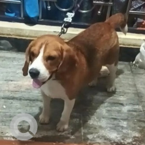 A White-Brown Mix Beagle Dog Found from Udaya Nagar, Bengaluru