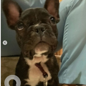 A White-Brown Mix French Bullbog Dog Missing from Laggere, Bengaluru