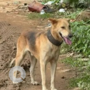 A Black and Brown Indie Dog Found from Vajrahalli, Bengaluru