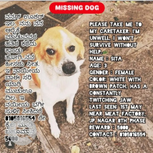 A White-Brown Mix Indie Dog Missing from Kothnur, Bengaluru