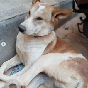 A White-Brown Mix Indie Dog Missing from Bommanahalli, Bengaluru