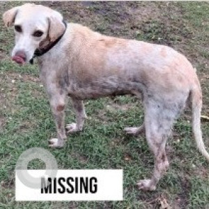 A White Indie Dog Missing from Zone 15 Sholinganallur, Chennai