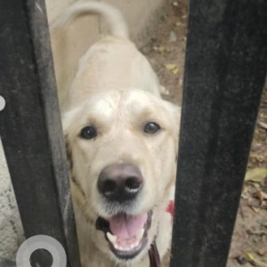 A White Golden Retriever Lab mix Dog Found from Dooravaninagar, Bengaluru