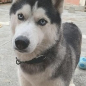 A White and Grey Husky Dog Missing from Thyagaraja Nagar, Bengaluru
