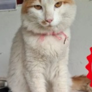 A White-Brown Mix Ginger cat Cat Found from Brookefield, Bengaluru
