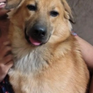 A White-Brown Mix Indie Dog Missing from TC Palya, Bengaluru