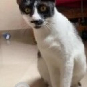 A Black and White Indie Cat Missing from Madiwala, Bengaluru