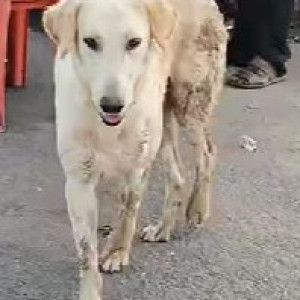 A White Golden Retriever Dog Found from Hadapsar, Pune