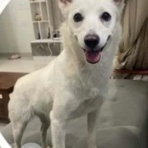 A White Indie Dog Found from Singasandra, Bengaluru