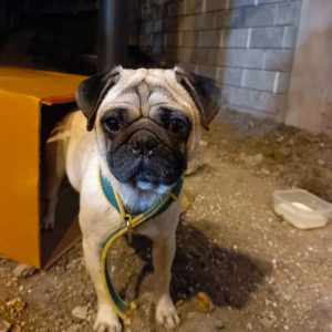 A Black and White Pug Dog Found from Vellakinar Village, Coimbatore