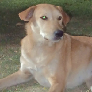 A White-Brown Mix Indie Dog Missing from Rohini, New Delhi