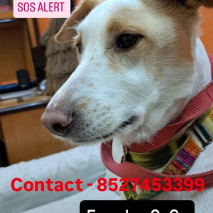 A White-Brown Mix Indie Dog Missing from Rohini, New Delhi