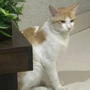 A White-Brown Mix Indie Cat Missing from Beguru, Bengaluru