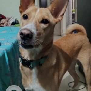 A White-Brown Mix Indie Dog Missing from MS Palaya, Bengaluru