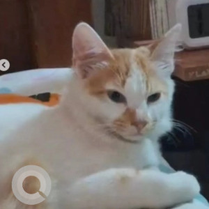 A White-Brown Mix Indie persian mix Cat Missing from Adugodi, Bengaluru