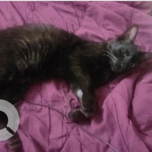 A Black Indie Cat Found from Yelahanka New Town, Bengaluru