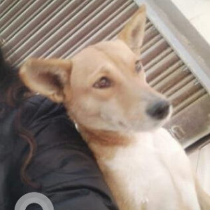 A White-Brown Mix Indie Dog Missing from Malik Nagar, Muradnagar
