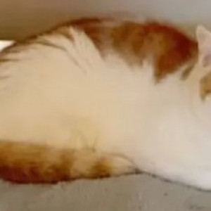 A White-Brown Mix Indie Cat Missing from Arekere, Bengaluru