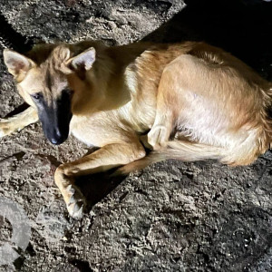 A Brown K9 or k10 , or German Shepherd Dog Found from Varanasi