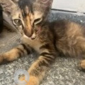 A Black and Brown Indie Cat Missing from Zone 14 Perungudi, Chennai