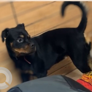 A Black and Brown Rottweiler Dog Missing from Sector 43, Gurugram