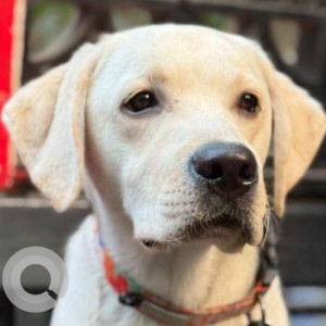 A White Labrador Dog Missing from Shivajinagar, Pune