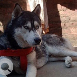 White and Grey Female Husky Dog is Missing from Nardevi , Kathmandu,  Nepal