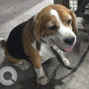 Found: White-Brown Mix Female Beagle Dog from Dhanori Forest Area