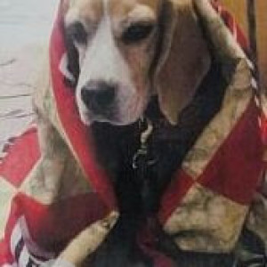 Missing: White-Brown Mix Male Beagle Dog from Badachand ganj, Aliganj, Lucknow