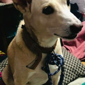 Missing: White-Brown Mix Male Indie Dog from Dwarka Sec. 11, Near Max Hospital