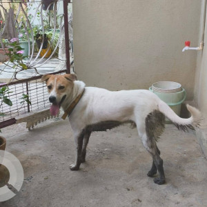 Found: White-Brown Mix Male Indie Dog from Kammanhalli near Sukh Nagar